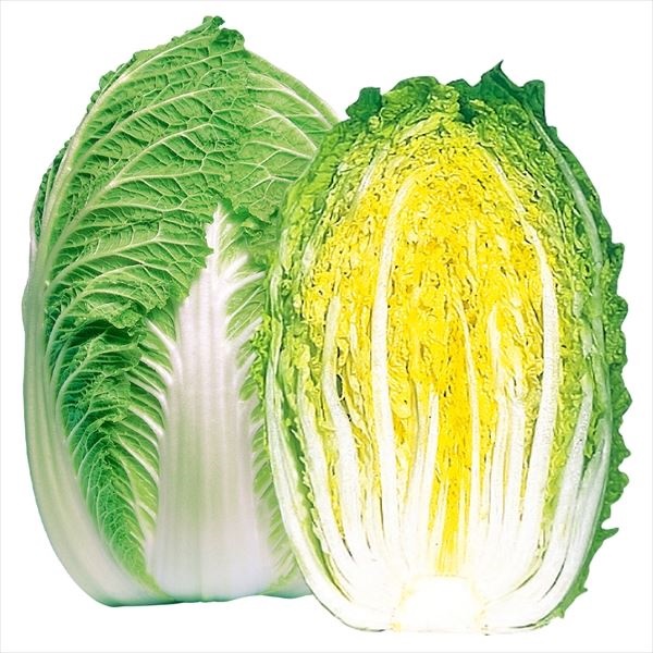 種 野菜たね ハクサイ F1蔵錦 1袋（4ml）
