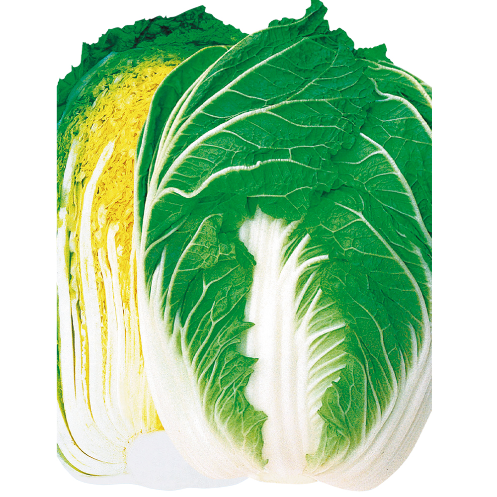 種 野菜たね ハクサイ F1新理想 1袋（2ml）