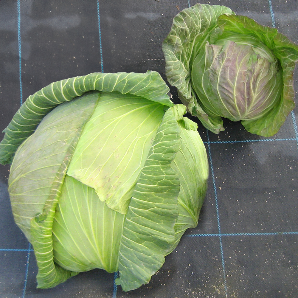 種 野菜たね キャベツ F1ジャンボキャベツ 1袋（1ml）