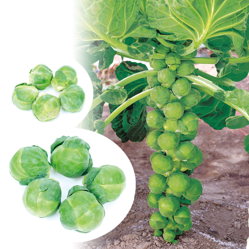 種 野菜たね 芽キャベツ F1大きな芽キャベツ 1袋（40粒）