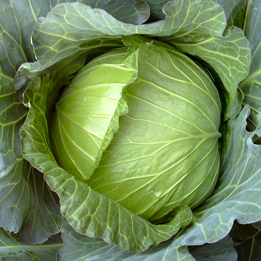 種 野菜たね キャベツ F1おかわり 1袋（1ml）