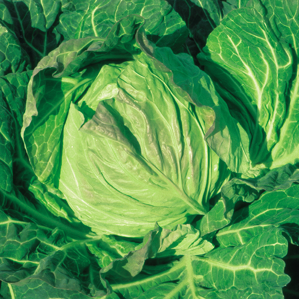 種 野菜たね キャベツ F1春喜 1袋（1ml）