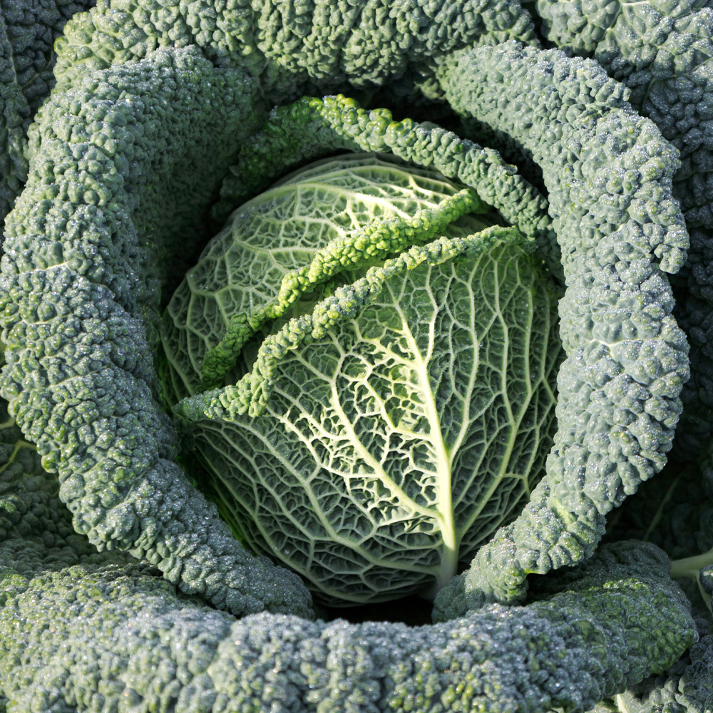 種 野菜たね キャベツ F1サボイキャベツ 1袋（50粒）