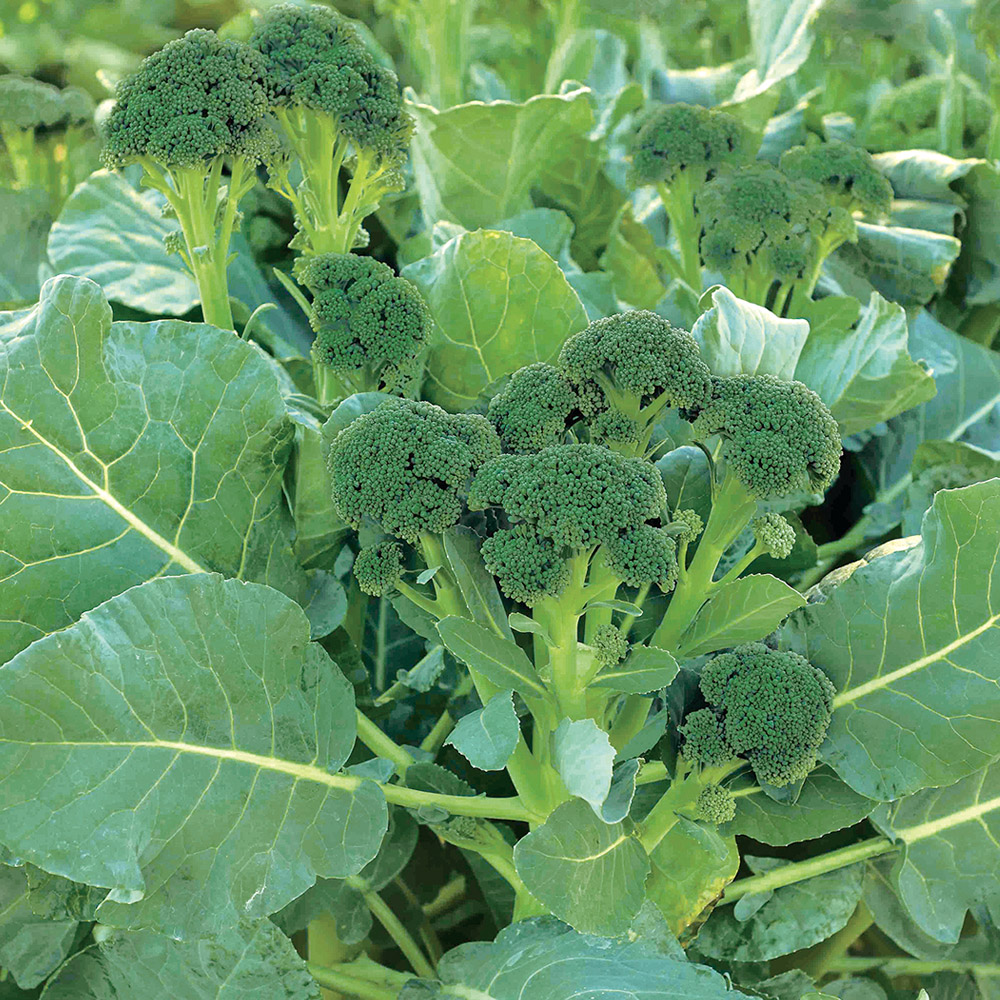種 野菜たね ブロッコリー F1よくばり（R） 1袋（0.4ml）