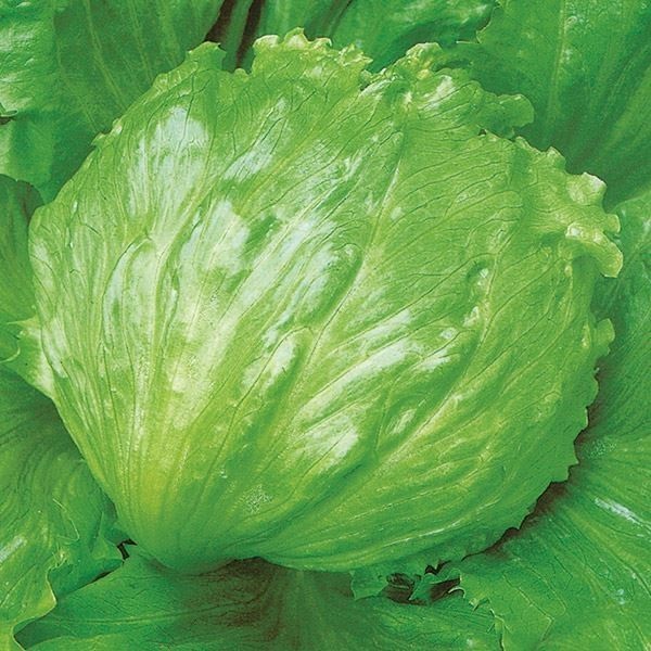種 野菜たね レタス グリーンフィールド 1袋（3ml）