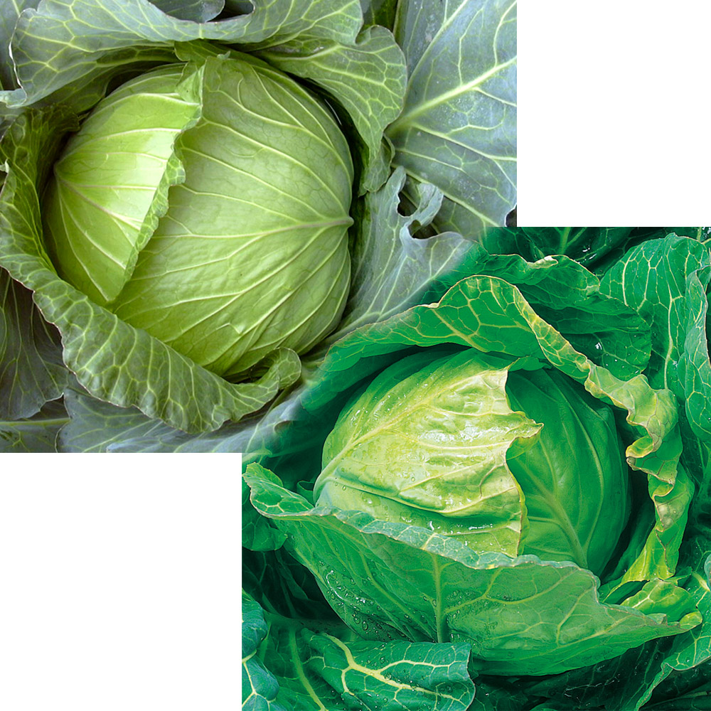 種 野菜たね リレー栽培たね キャベツたねリレー栽培セット 2種2袋