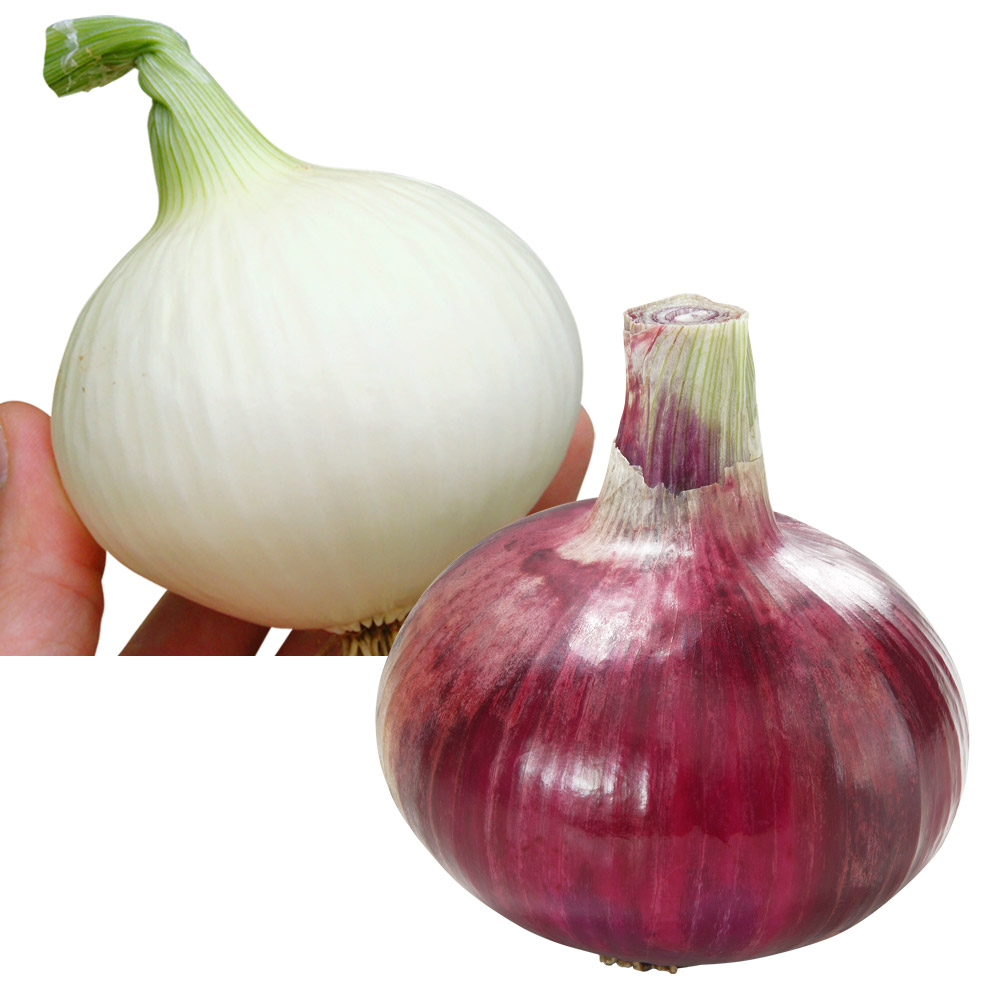 種 野菜たね リレー栽培たね 玉ねぎたねリレー栽培Bセット 2種2袋