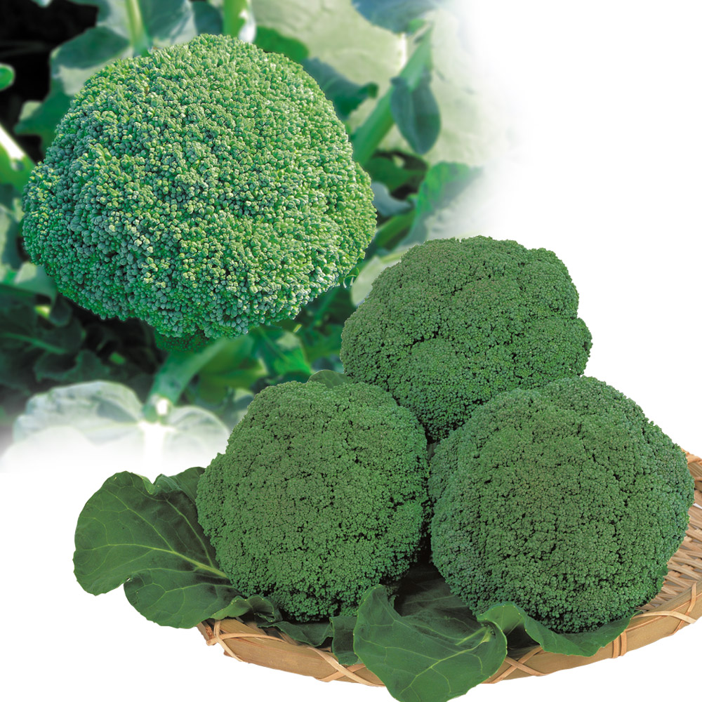 種 野菜たね リレー栽培たね ブロッコリーたねリレー栽培セット 2種2袋