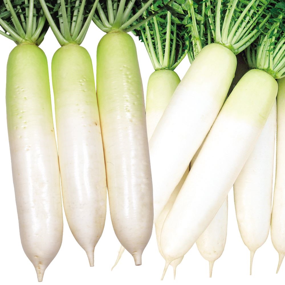 種 野菜たね リレー栽培たね 大根たねリレー栽培セット 2種2袋