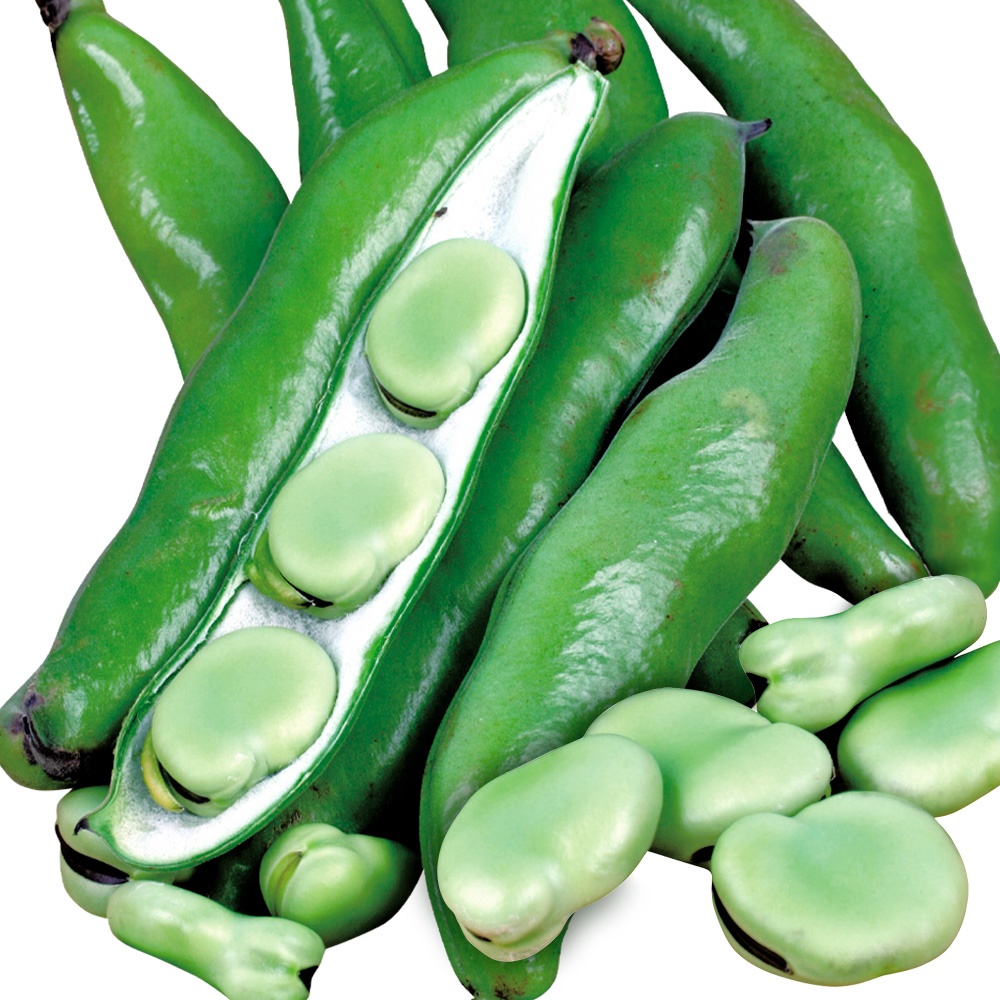 種 野菜たね マメ ソラマメ 大福一寸そらまめ 1袋（25ml）