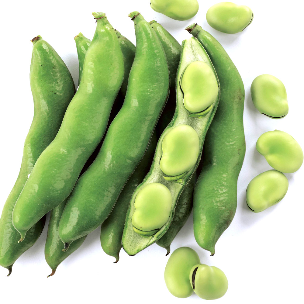 種 野菜たね マメ ソラマメ 多空の春 1袋（28ml）
