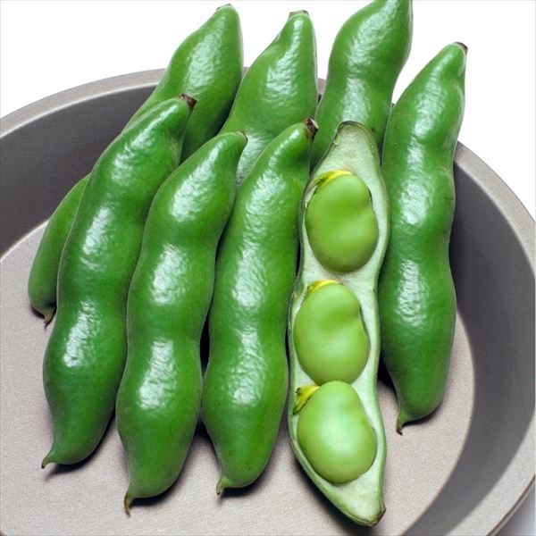 種 野菜たね マメ ソラマメ 仁徳一寸 1袋（35ml）