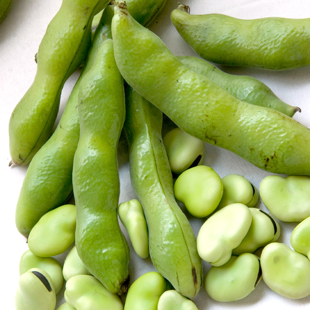 種 野菜たね マメ ソラマメ 大天 1袋（6粒）