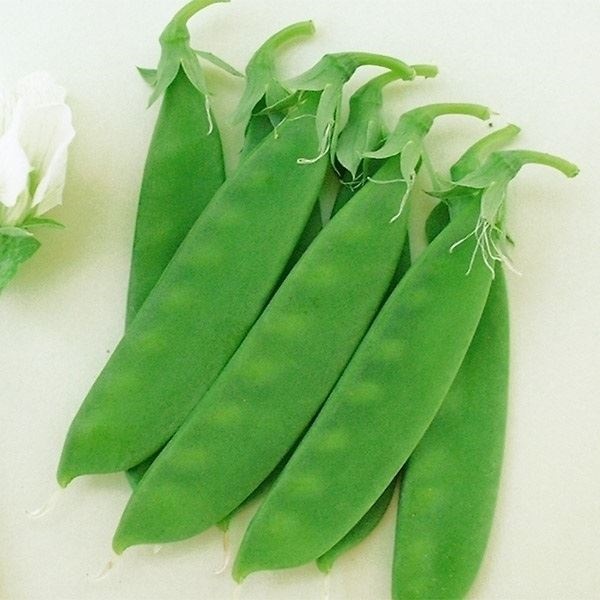 種 野菜たね マメ キヌサヤ 三季まき絹莢 1袋（25ml）
