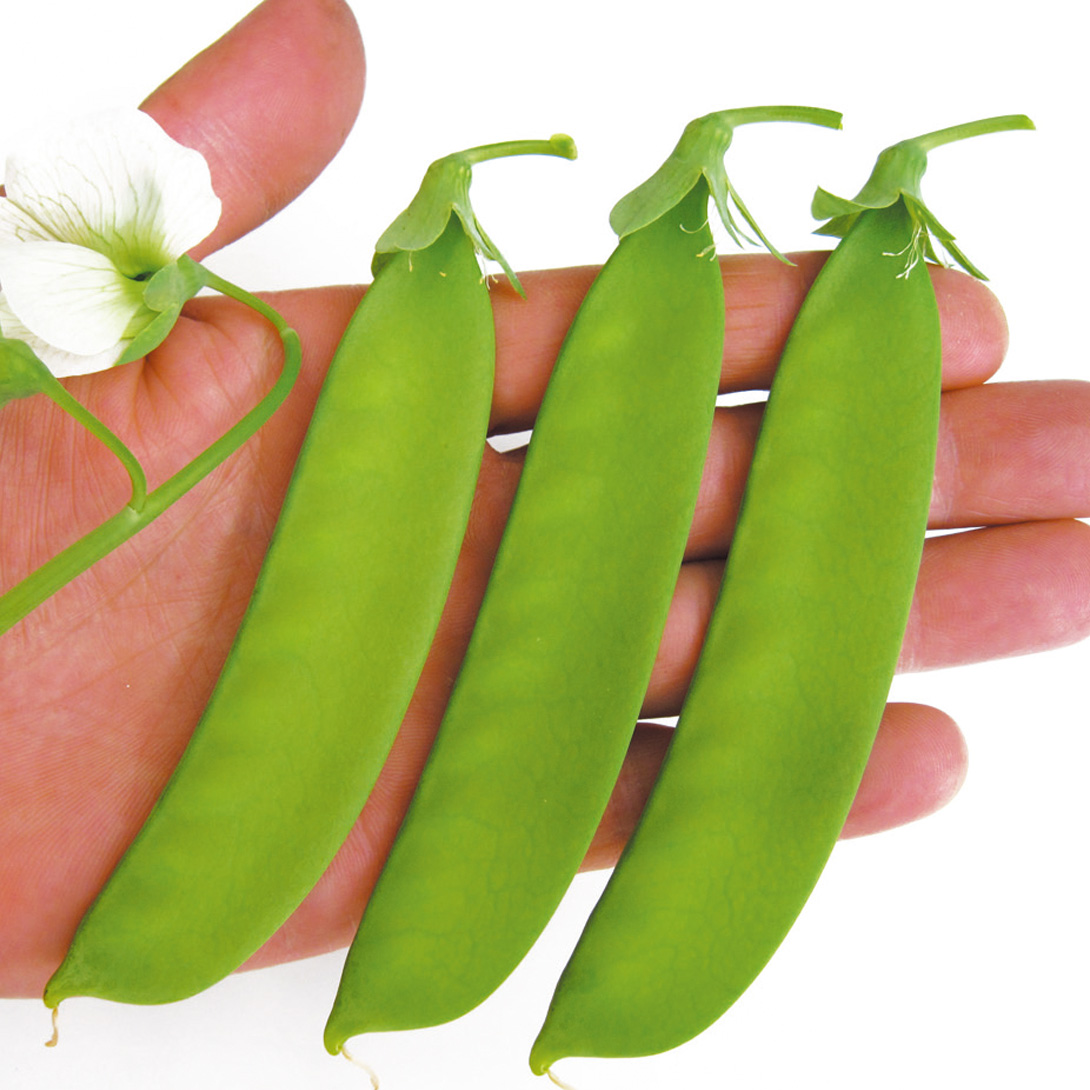 種 野菜たね マメ キヌサヤ 巨笹絹さや豌豆 1袋（25ml）