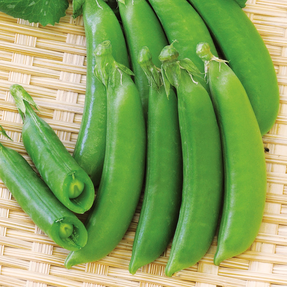 種 野菜たね マメ エンドウ フルーツスナップ 1袋（20ml）