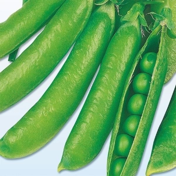 種 野菜たね マメ 実エンドウ あまみ豌豆 1袋（25ml）