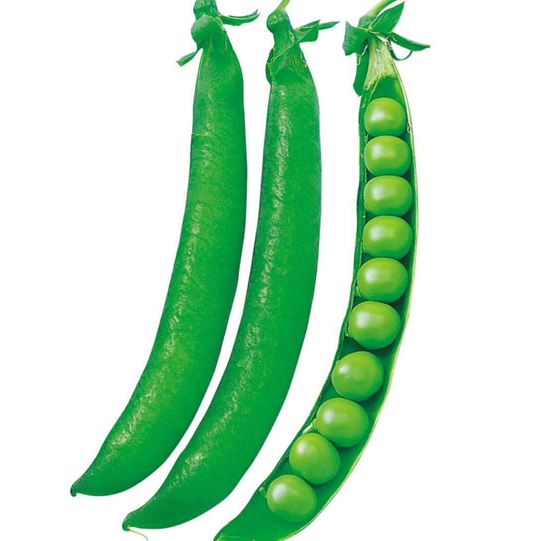 種 野菜たね マメ 実エンドウ ロングピース 1袋（30ml）