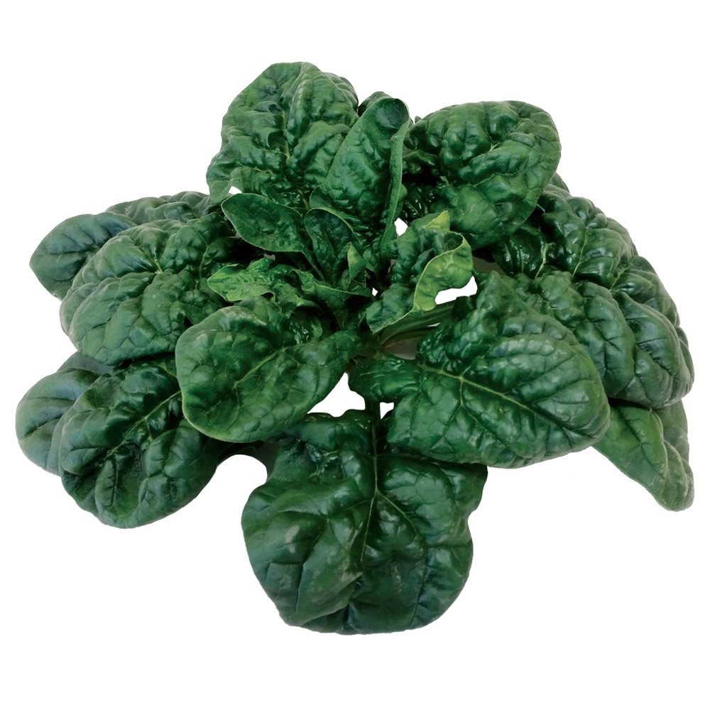 種 野菜たね ホウレン草 F1寒味・極（かんあじ・きわみ） 1袋（30ml）