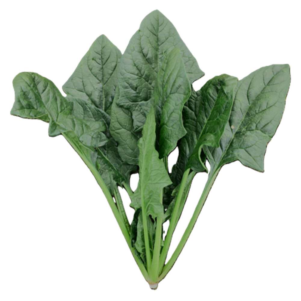 種 野菜たね ホウレン草 F1マカク 1袋（30ml）