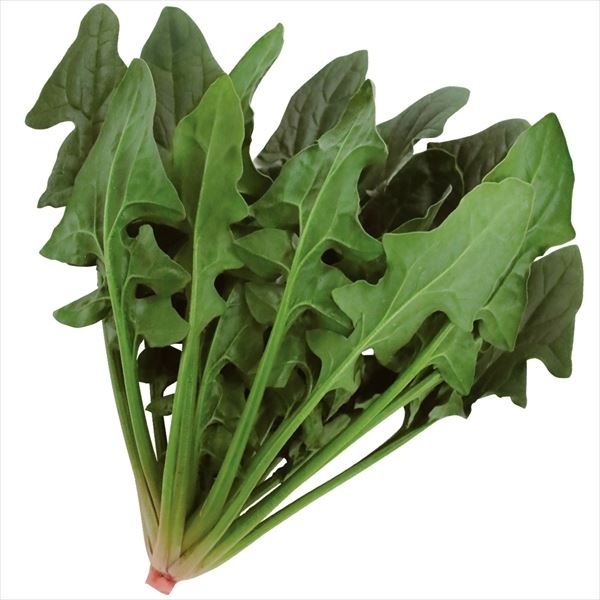 種 野菜たね ホウレン草 F1寒締め吾郎丸（R）1袋（20ml）