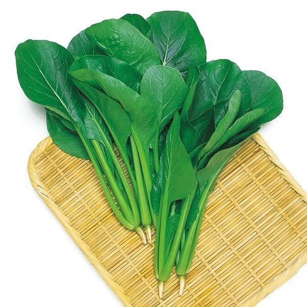 種 野菜たね 小松菜 F1美味しい小松菜 1袋（10ml）