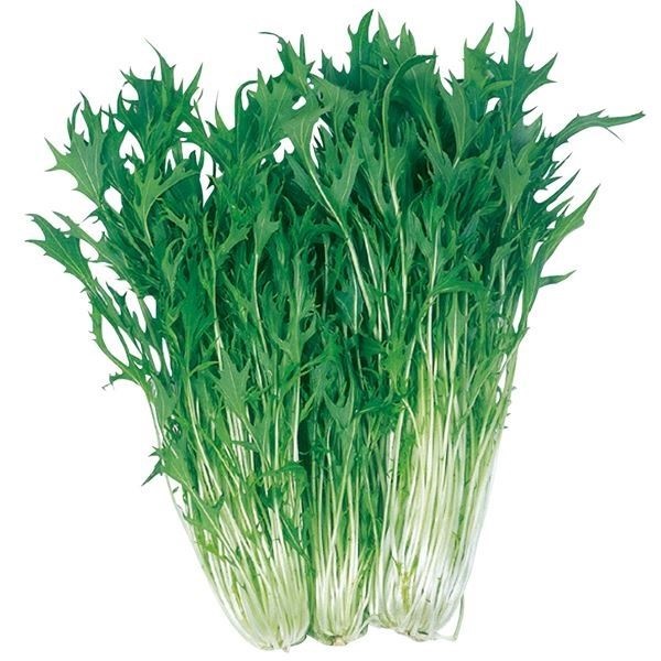 種 野菜たね 水菜 サラダ京水菜 1袋（5ml）