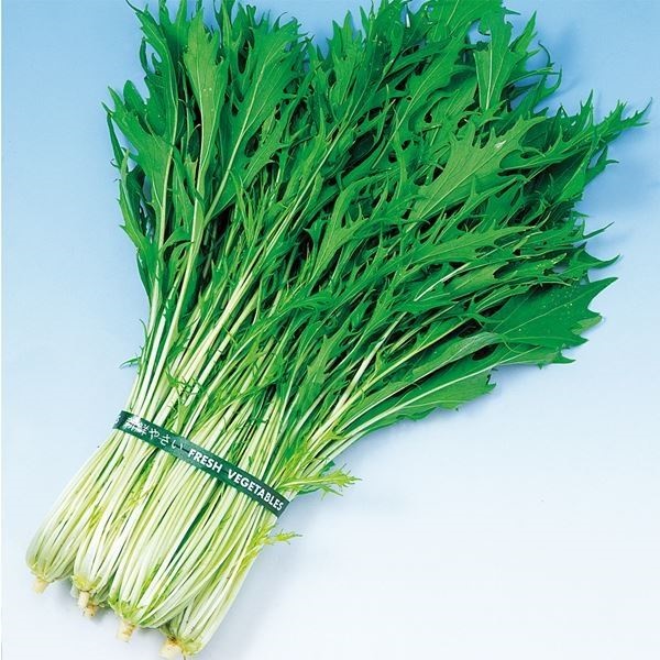 種 野菜たね 水菜 F1株張りまんぷくみずな 1袋（5ml）