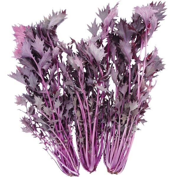 種 野菜たね 水菜 F1紅みずな 1袋（2ml）