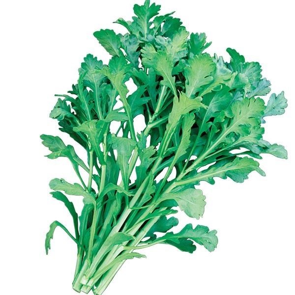 種 野菜たね 春菊 美味しい春菊 1袋（30ml）