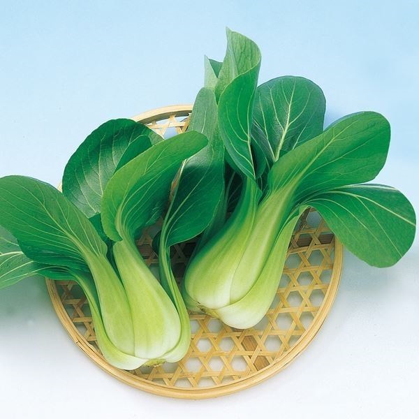 種 野菜たね チンゲンサイ F1冬の舞 1袋（3ml）