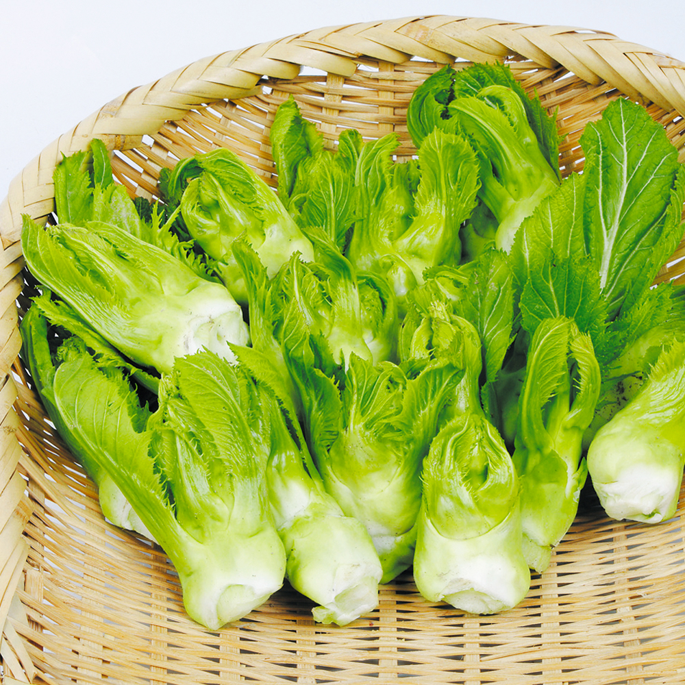 種 野菜たね 菜類 大型からし菜 つぼみっ娘 1袋（200粒）