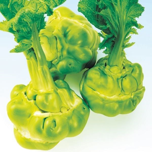 種 野菜たね 菜類 丸ザーサイ（玉たかな） 1袋（コート種子200粒）