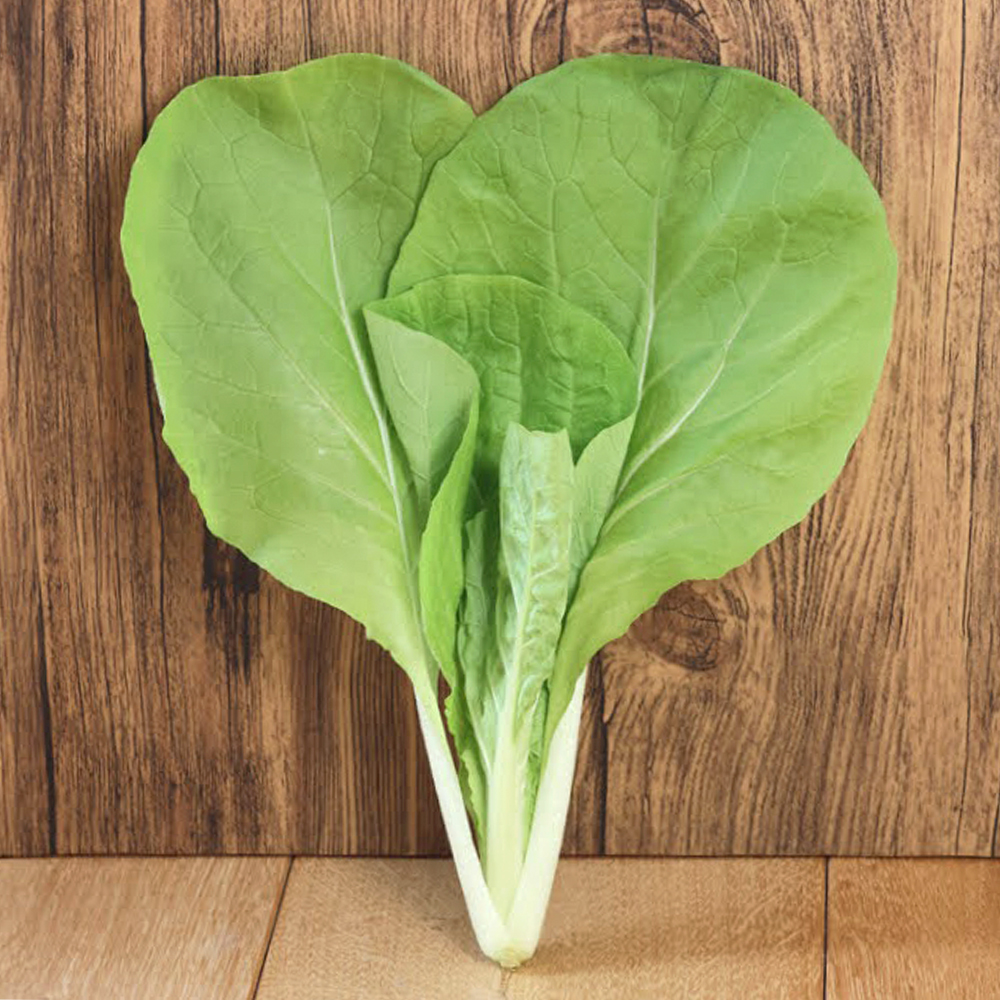 種 野菜たね 菜類 F1灼熱サラダ菜っぱ 1袋（5ml）