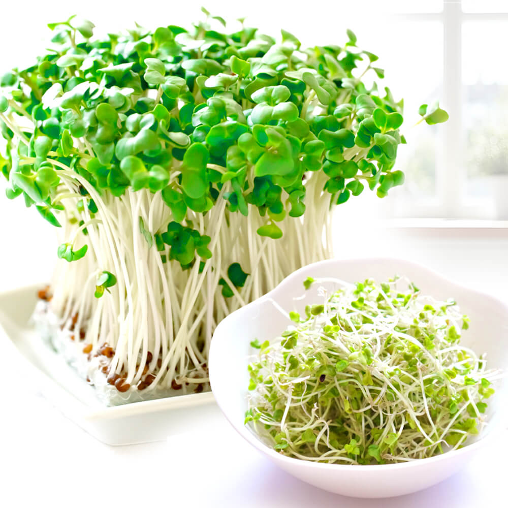 種 野菜たね スプラウト ブロッコリースプラウト 1袋（40ml）
