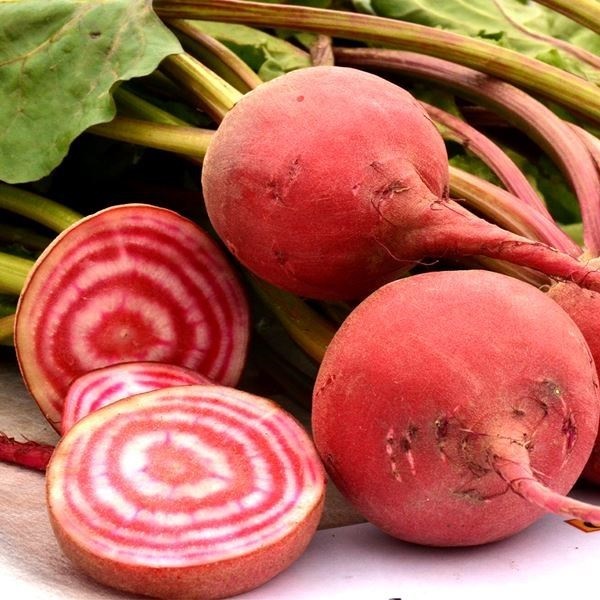 種 野菜たね 西洋野菜 ビーツ ゴルゴ 1袋（45粒）