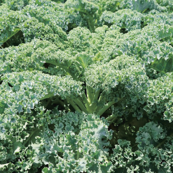 種 野菜たね 西洋野菜 カリーノケール 1袋（40粒）