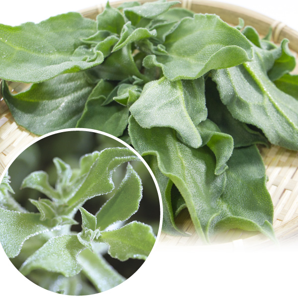 種 野菜たね 西洋野菜 アイスプラント 1袋（コート種子 20粒）