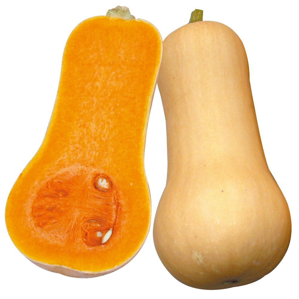 種 野菜たね 秋どり野菜 カボチャ F1豊産ナッツ 1袋（8粒）