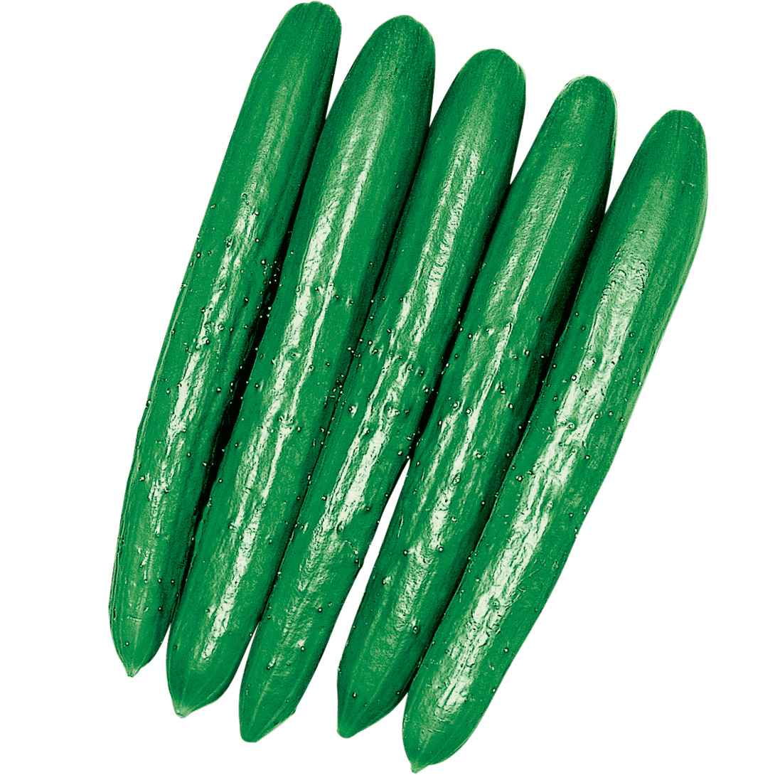 種 野菜たね 秋どり野菜 キュウリ F1夢そだち 1袋（1ml）