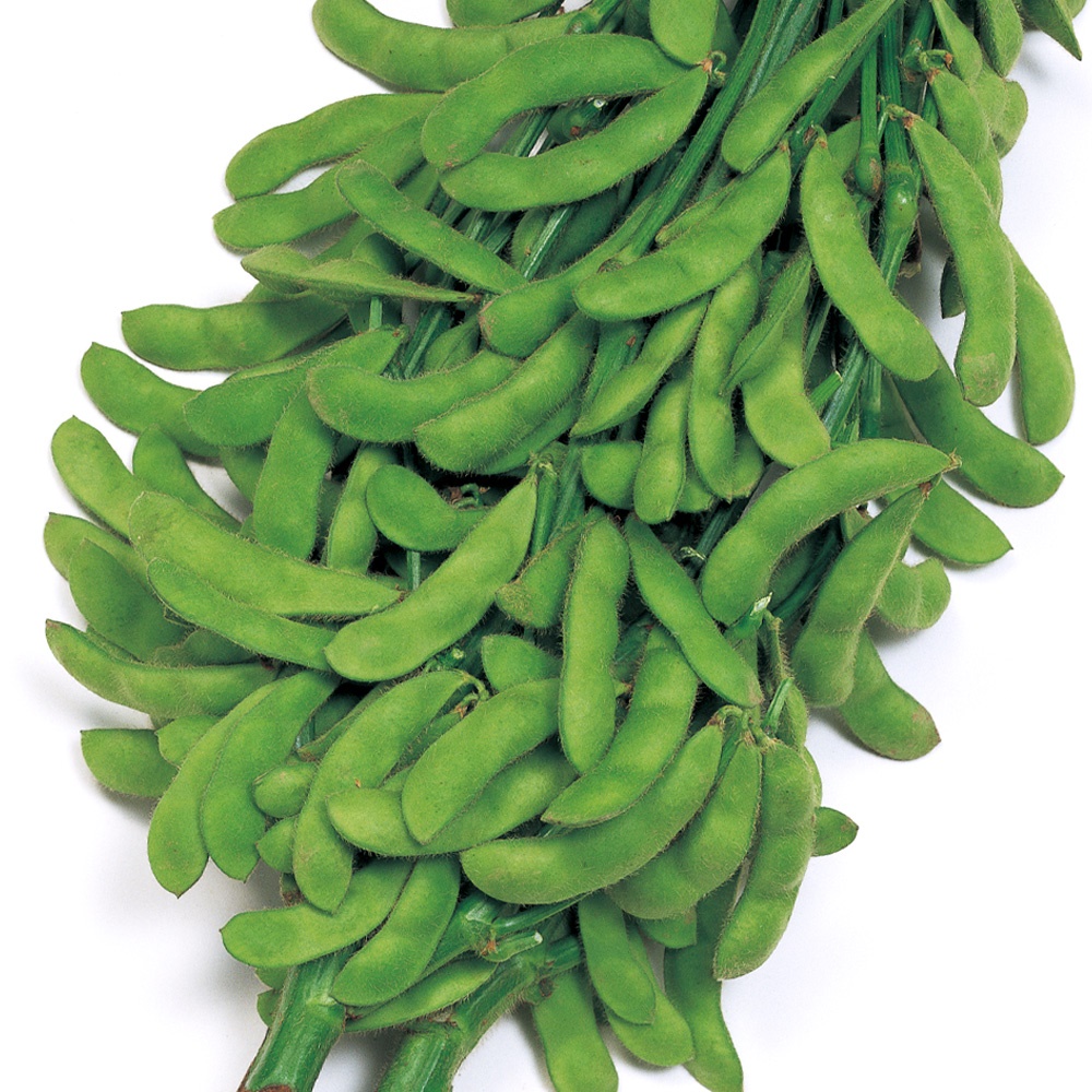 種 野菜たね 秋どり野菜 エダマメ おつな姫（R）PVP 1袋（30ml）