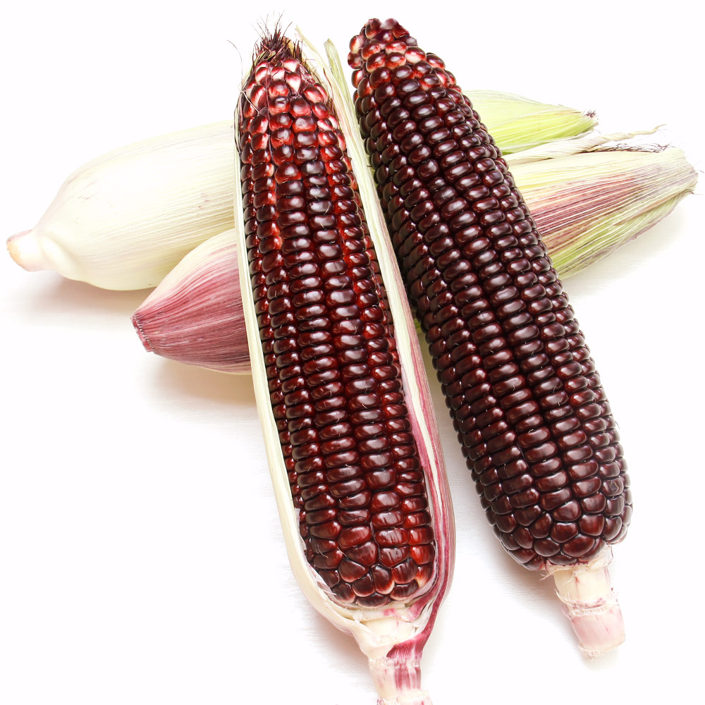 種 野菜たね 秋どり野菜 トウモロコシ F1大和ルージュR95 1袋（10ml）