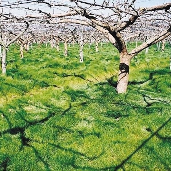 種 野菜たね 緑肥・雑草抑制作物 ナギナタガヤ 送料込み