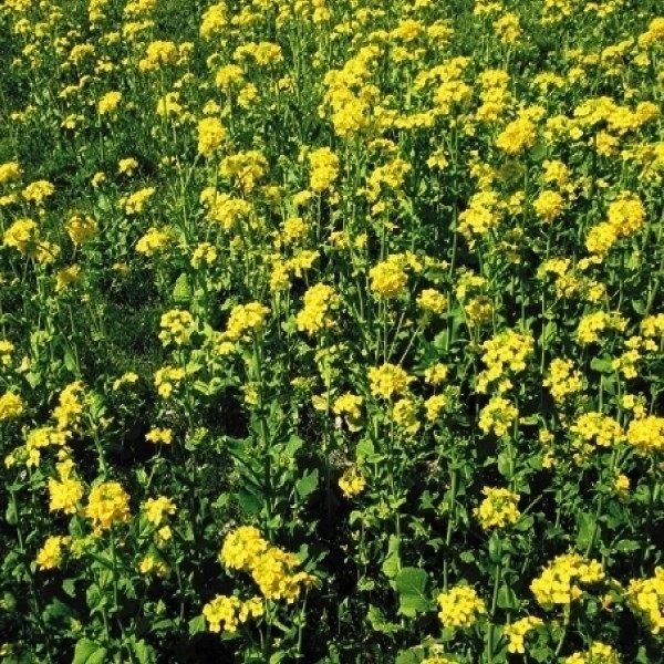 種 野菜たね 緑肥・雑草抑制作物 早生なたね（農林32号） 1袋（500g） 送料込み