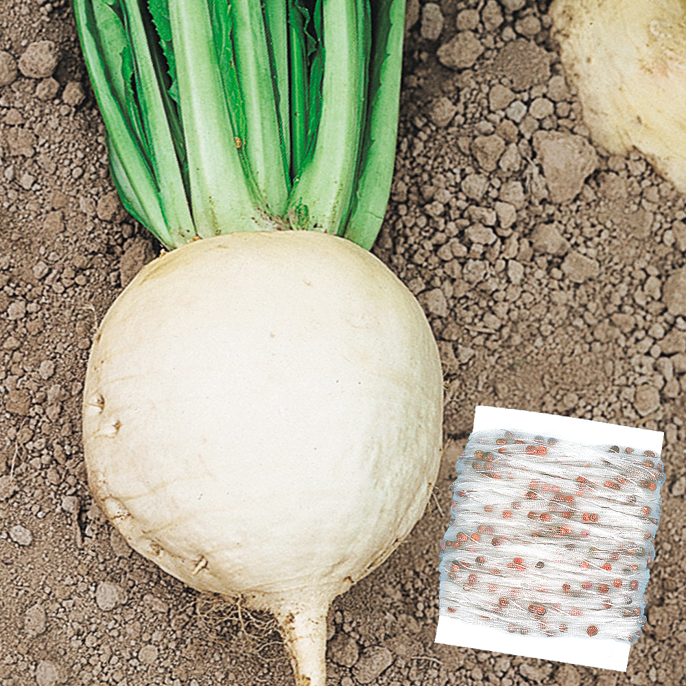 種 野菜たね シーダーテープ カブ 聖護院大かぶ 1袋（15m）