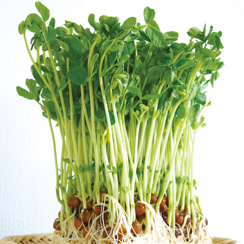種 野菜たね スプラウト 豆苗 1袋（50ml）
