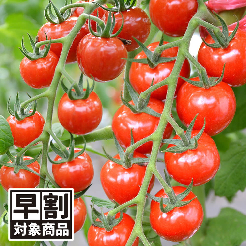 （早期予約野菜たね）種 野菜たね ミニトマト F1CFプチぷよⅡ 1袋（8粒）/27年春発送【送料グループ：67テ】