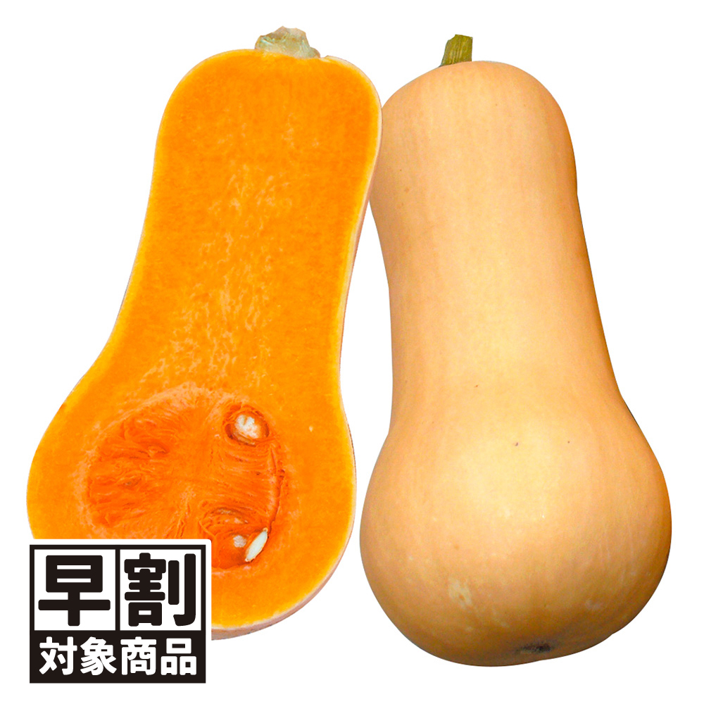 （早期予約野菜たね）種 野菜たね カボチャ F1豊産ナッツ 1袋（7粒）/27年春発送【送料グループ：67テ】