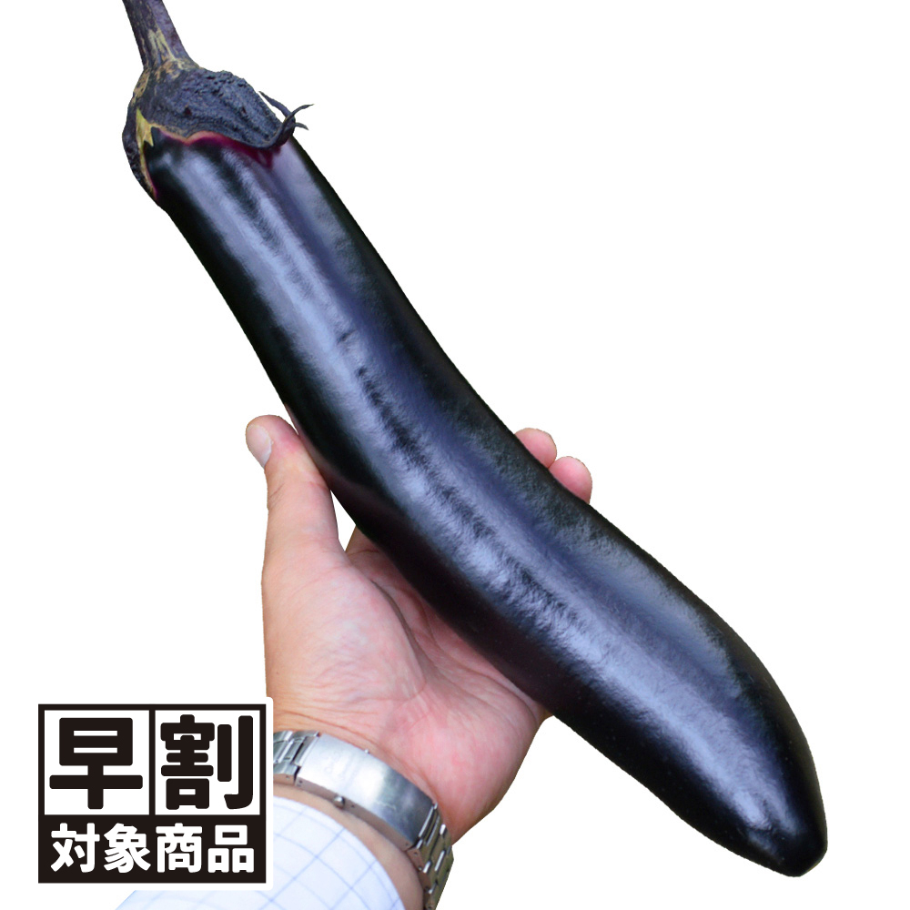 （早期予約販売たね）種 野菜たね ナス F1ふんわりなす 1袋（1ml） /27年春発送【送料グループ：67テ】