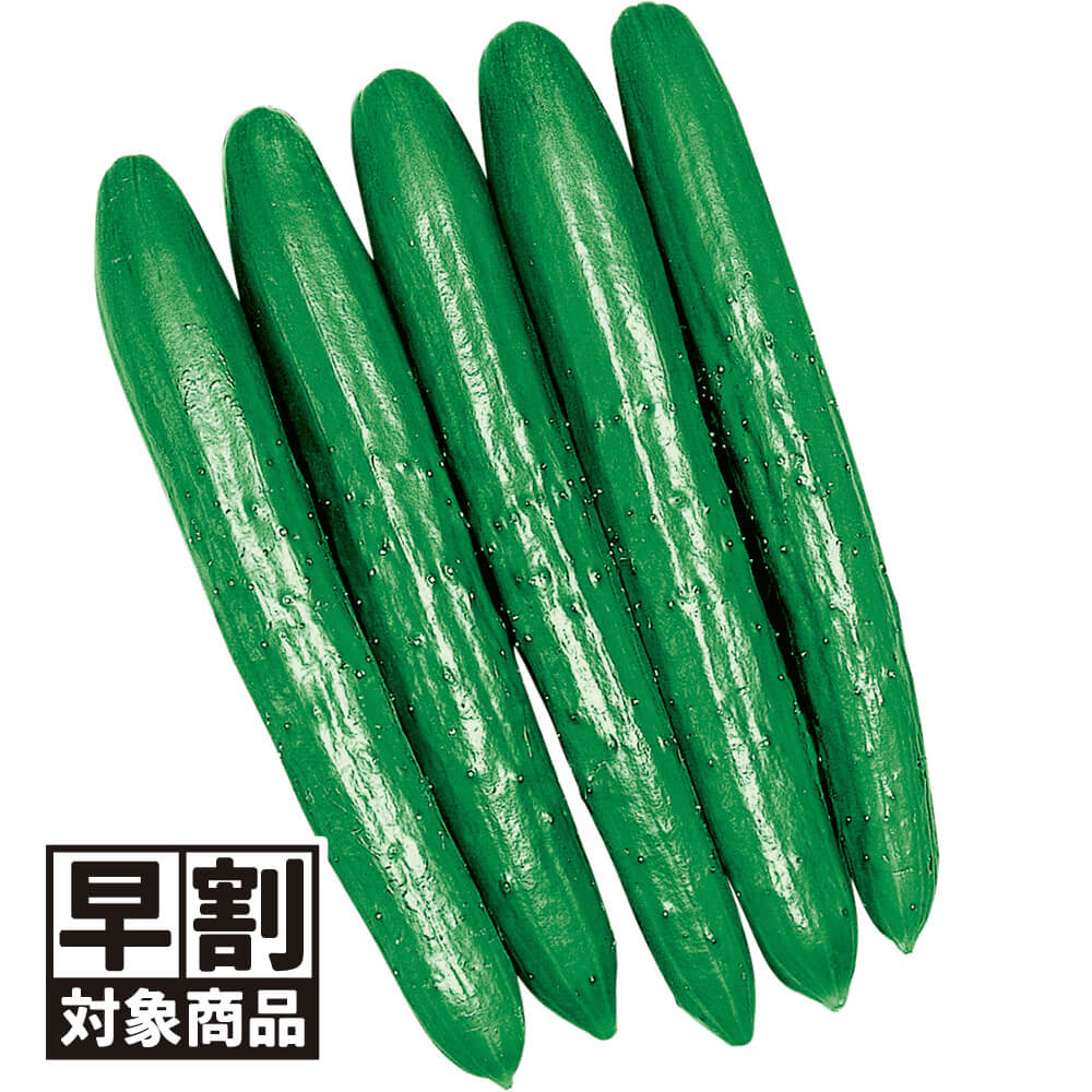 （早期予約販売たね）種 野菜たね キュウリ F1夢そだち 1袋（1ml） /27年春発送【送料グループ：67テ】